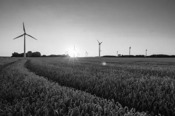 Una Toma Escala Grises Molino Viento Medio Una Granja Trigo —  Fotos de Stock