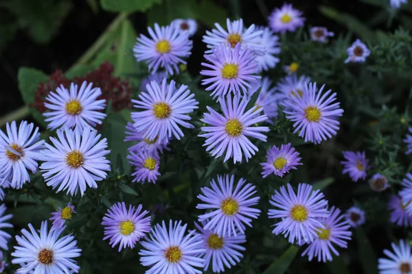 Primo Piano Astri Viola — Foto Stock