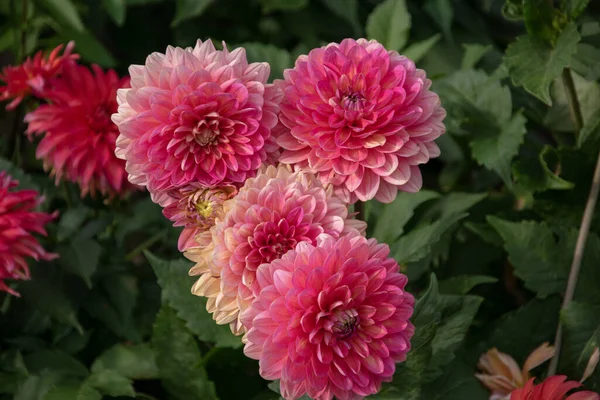 Gros Plan Dahlia Rose Fleurit Dans Jardin Sous Lumière Soleil — Photo