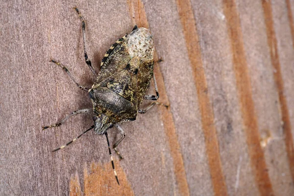 Fotografie Închidere Bug Ului Miros Colorat Suprafața Lemn — Fotografie, imagine de stoc