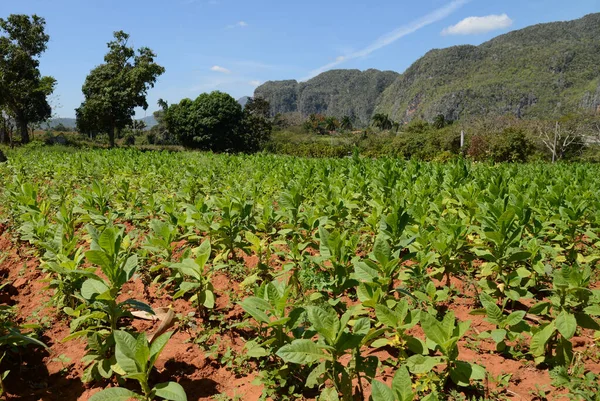 Plantas Tabaco Crescendo Campo Vinales Noroeste Cuba Folhas Destas Plantas — Fotografia de Stock