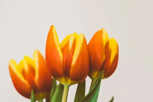 Вибірковий Фокус Знімка Красивих Жовтих Червоних Тюльпанів Вазі — стокове фото