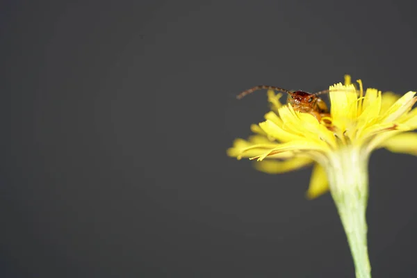 Ένα Κοντινό Πλάνο Ενός Καφέ Εντόμου Στο Κίτρινο Λουλούδι — Φωτογραφία Αρχείου