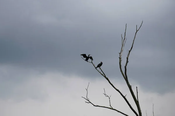 Ein Tiefflug Von Vögeln Die Unter Gewitterwolken Auf Ästen Hocken — Stockfoto