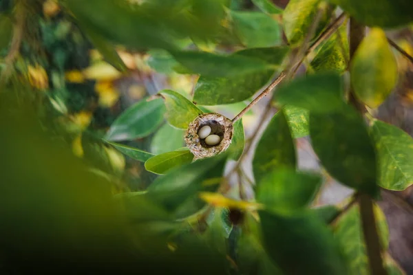 A tiny round nest of a hummingbird with two pea-sized eggs seen through leaves