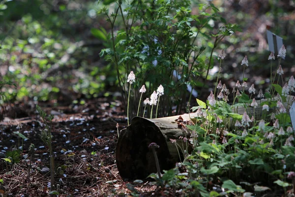 Tiro Perto Cogumelos Que Crescem Uma Árvore Suspeita — Fotografia de Stock