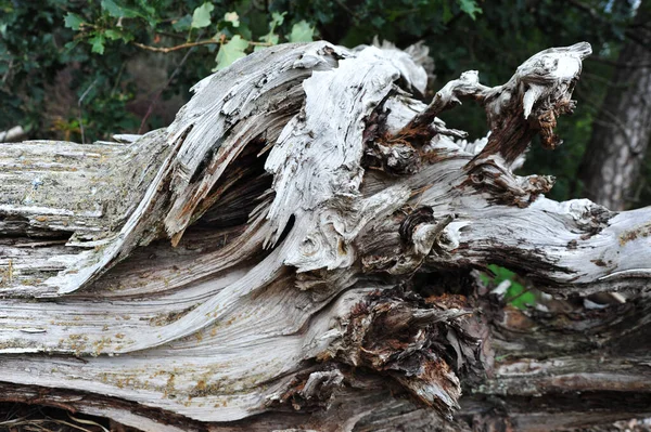 Una Pieza Áspera Envejecida Árbol Con Hacha —  Fotos de Stock