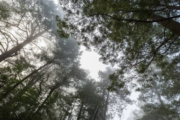 云雾在森林地区上空形成的一个美丽的低角度的雾状物 — 图库照片