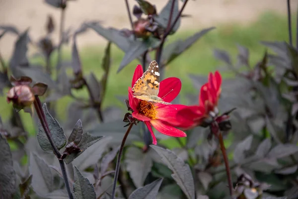 Une Mise Point Sélective Une Dame Papillon Peint Sur Dessus — Photo