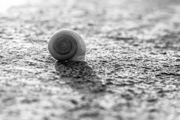 地面にカタツムリのクローズアップグレースケールショット — ストック写真
