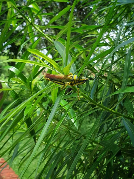 Disparo Vertical Insecto Langosta Una Planta — Foto de Stock