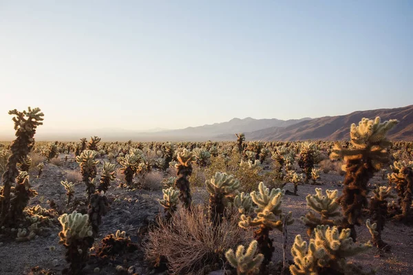 Uma Vista Deslumbrante Paisagem Deserto Parque Nacional Joshua Tree Sul — Fotografia de Stock