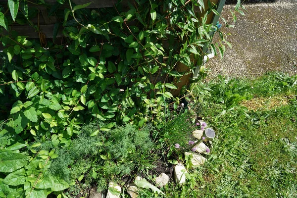 Tanaman Tumbuh Dikelilingi Oleh Batu Kecil Kebun — Stok Foto