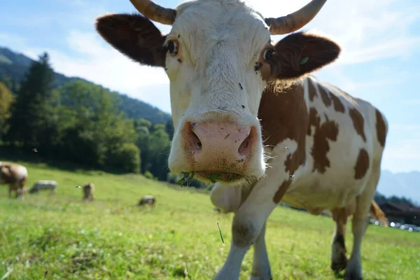 Closeup Shot Cow Field — Stock Photo, Image