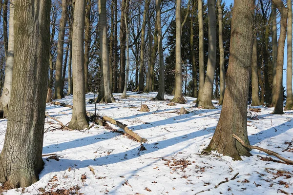 Ένα Δάσος Ψηλά Γυμνά Δέντρα Στο Χιονισμένο Έδαφος Χειμώνα — Φωτογραφία Αρχείου