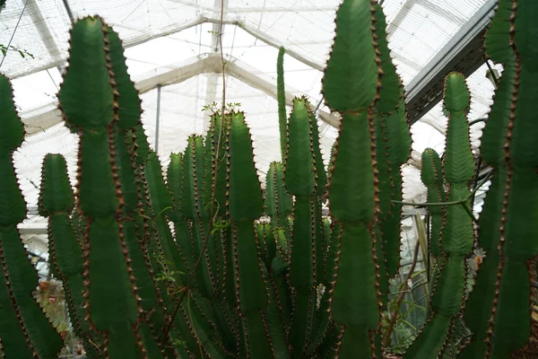 Een Close Focus Shot Van Cactussen Planten Een Kas — Stockfoto