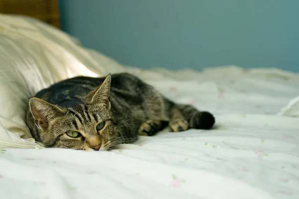 Primer Plano Lindo Doméstico Tabby Gato Tomando Descanso Una Cama — Foto de Stock
