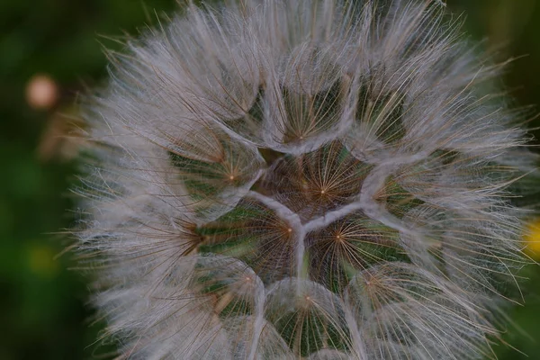 Closeup Dandelion Field Lights Blurry Background — Stock Photo, Image