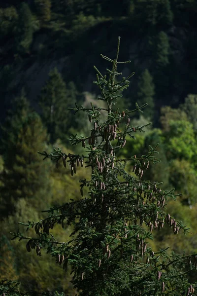 가문비나무 가지들에서 자라는 원추세포 — 스톡 사진