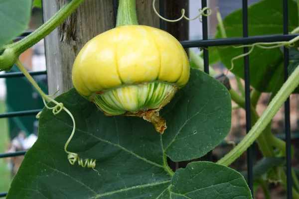 Närbild Nyutvecklad Dekorativ Pumpa Frukt Trädgård — Stockfoto