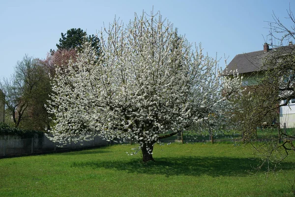 Piękny Krajobraz Drzewa Wiśniowymi Kwiatami Ogrodzie — Zdjęcie stockowe