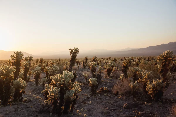 Stunning Desert Landscape View Joshua Tree National Park Southern California — Stock Photo, Image