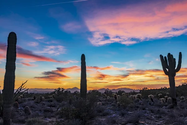 Снимке Изображен Силуэт Кактусов Сагуаро Фоне Заходящего Солнца Пустыне Соноран — стоковое фото