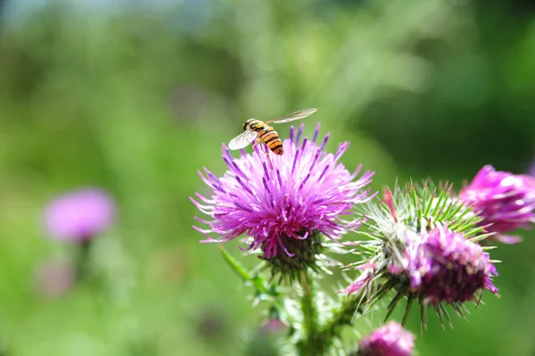 Макро Снимок Цветка Чертополоха Пчелой Собирающей Пыльцу — стоковое фото