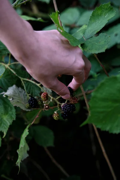 Vertical Shot Blackberries — Stock Photo, Image