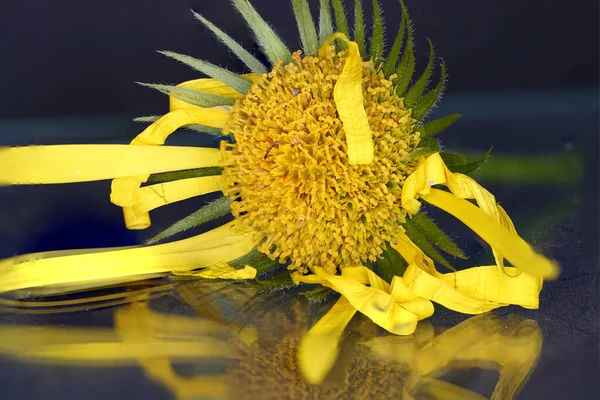 Селективный Фокус Жёлтого Растения — стоковое фото