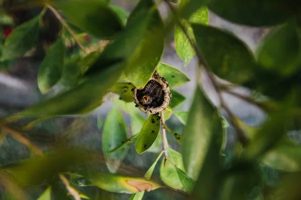 可爱的蜂鸟在一个小的圆巢中筑巢 通过树叶看到 — 图库照片