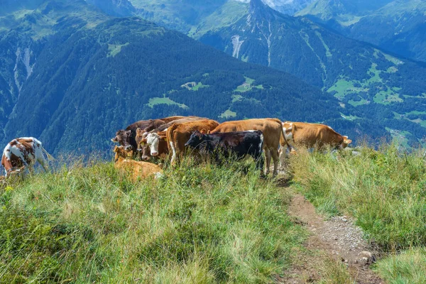 Uma Manada Vacas Nas Montanhas Num Dia Nublado — Fotografia de Stock