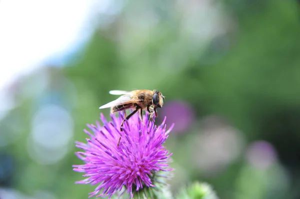 Makroaufnahme Einer Federlosen Distelblume Mit Einer Biene Die Pollen Sammelt — Stockfoto