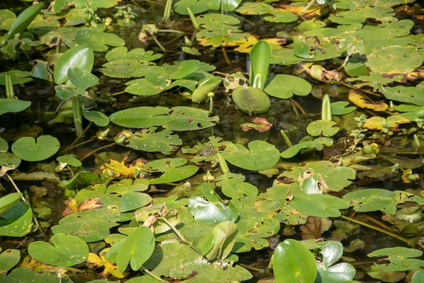 池の水面に生きた水生植物の風景 — ストック写真