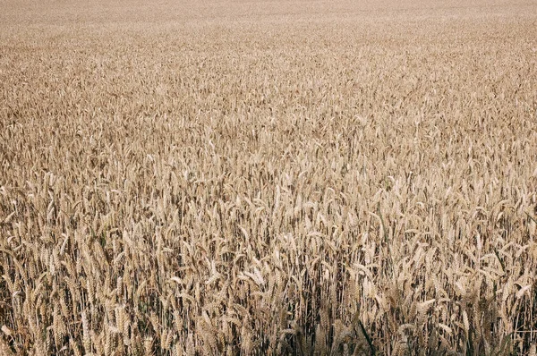 Güneşin Altında Yakalanmış Bir Buğday Çiftliğinin Güzel Manzarası — Stok fotoğraf