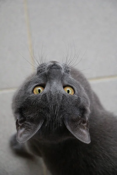 Eine Vertikale Hochwinkelaufnahme Einer Flauschigen Grauen Katze Mit Goldenen Augen — Stockfoto