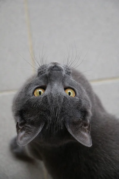 Een Verticale Hoge Hoek Opname Van Een Pluizige Grijze Kat — Stockfoto