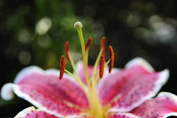 Nærbilde Vakker Liljeblomst Blomstring – stockfoto