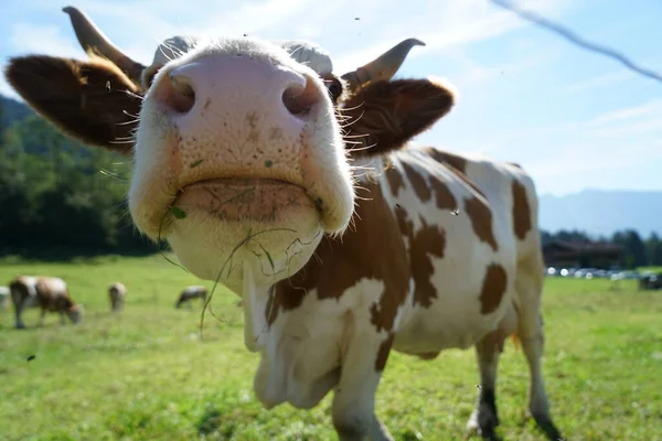 Closeup Shot Brown Cow Face — Stock Photo, Image