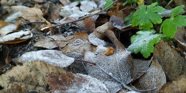 Detailní Záběr Spadlého Listí Pokrytého Mrazem — Stock fotografie