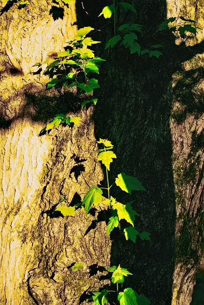 Nový Porost Vyraší Kmene Stromu Severním Virginia Parku Pozdním Odpoledním — Stock fotografie