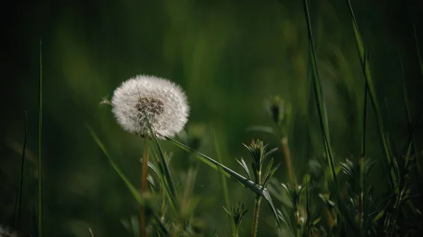 Closeup Shot Beautiful Dandelion Blurred Background — Stock Photo, Image