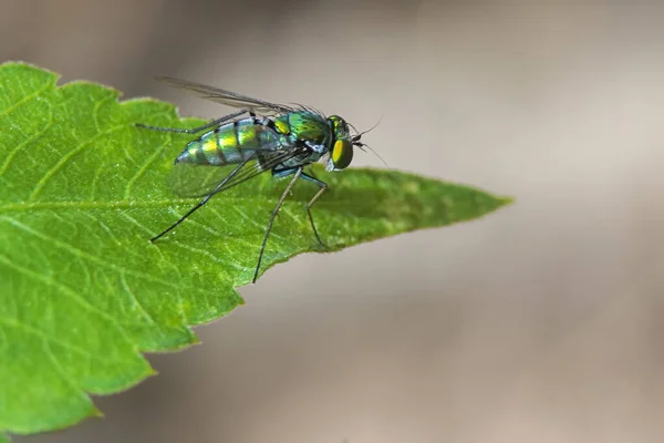 Closeup Shot Fly Green Leaf Blurred Background — Stock Photo, Image