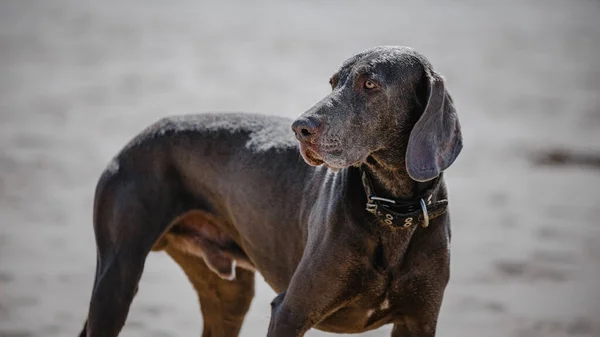 Bulanık Arka Planda Sevimli Kahverengi Bir Köpeğin Yakın Plan Fotoğrafı — Stok fotoğraf