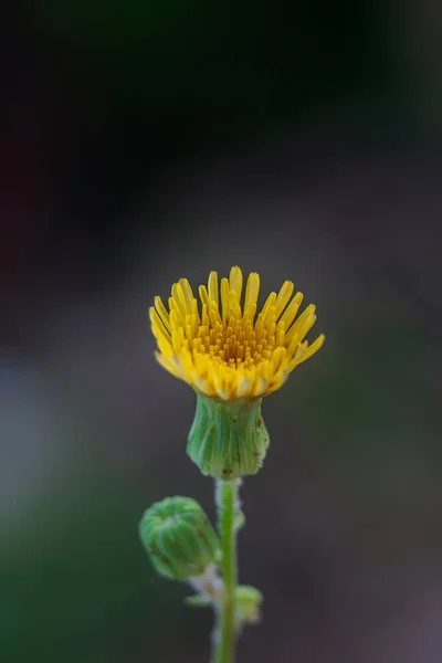 Detailní Záběr Krásné Divoké Květiny Zahradě — Stock fotografie