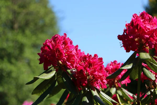 Çalı Üzerinde Koyu Pembe Rhododendron Çiçeklerinin Seçici Odak Noktası — Stok fotoğraf