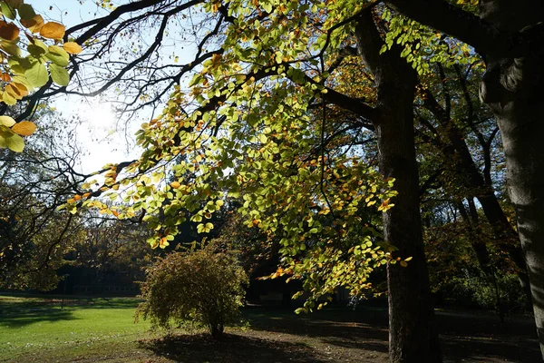 Piękny Widok Drzew Jesieni — Zdjęcie stockowe