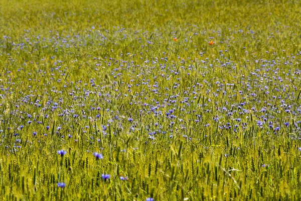 Beautiful Shot Blue Cornflower Field — Stock Photo, Image
