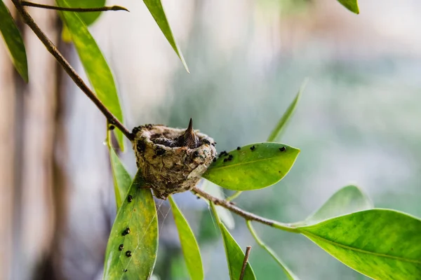 木の枝で作られた小さな丸い巣の中で食べ物を待っているかわいい空腹のハチドリの巣 — ストック写真
