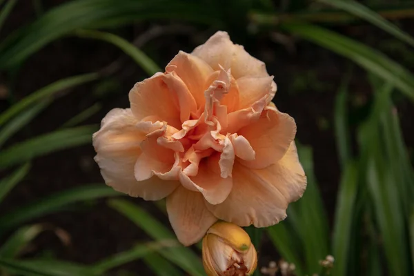 Widok Góry Piękny Siloam Double Classic Kwiat — Zdjęcie stockowe